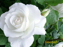 Anne de Kiev (Ганна Київська) (Мультифлора)
